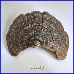 Antique American Folk Art Painting On Wood Mushroom 16 Neversink 1908 New York