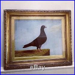 Naive Study of a Pigeon. Oil on Canvas. Folk Art. Windred 1887