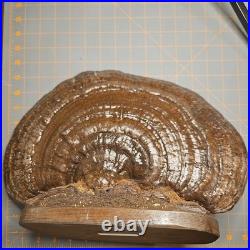 VTG Oil Painting Shelf Fungus Oyster Mushroom Folk Art American Bald Eagle